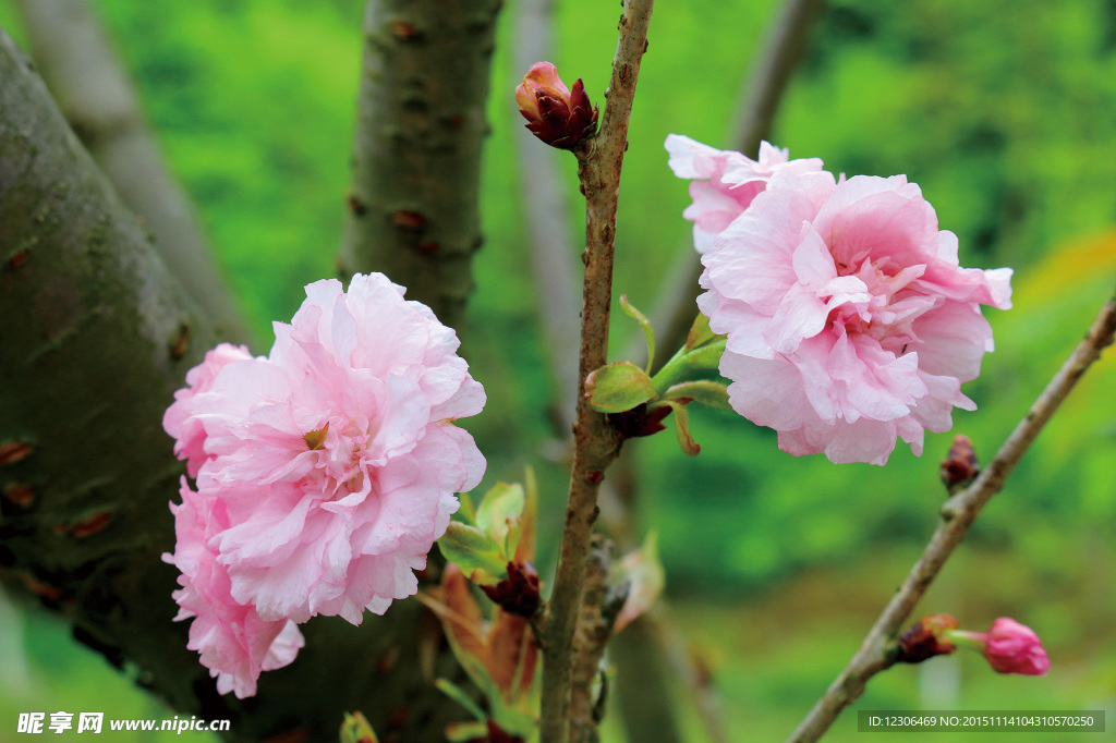 樱花