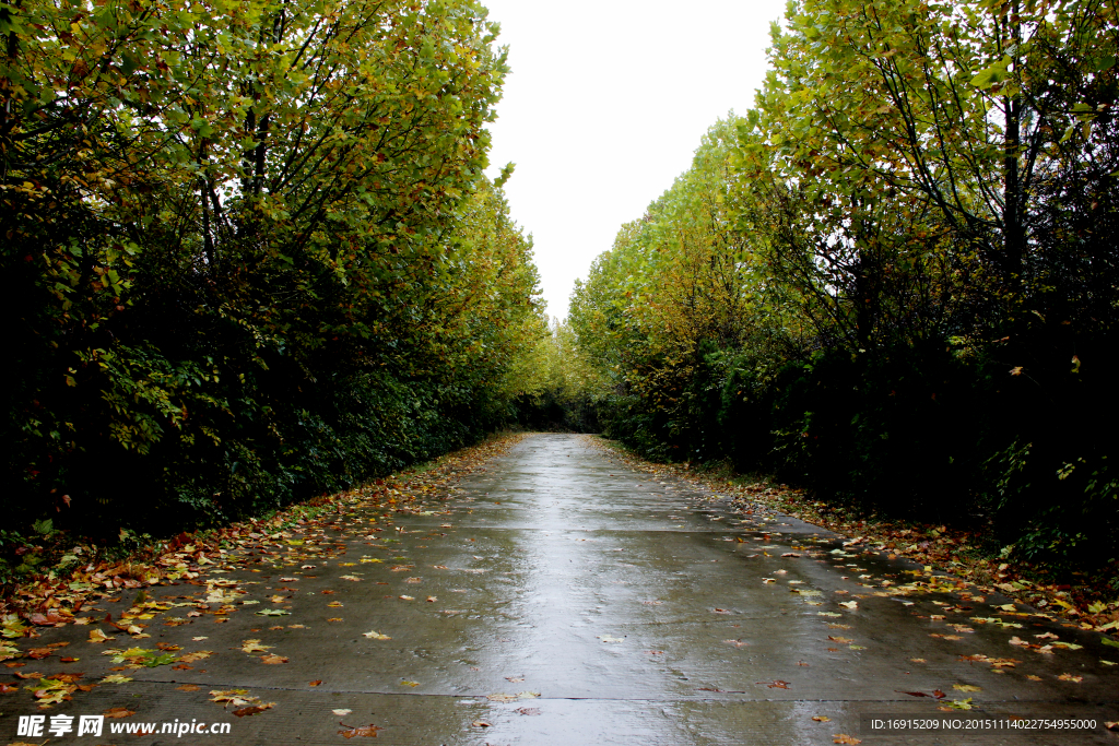 秋日雨后林荫路