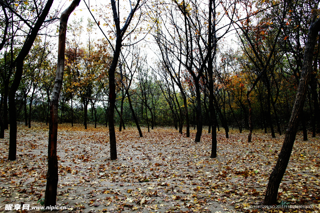 秋日雨后小树林