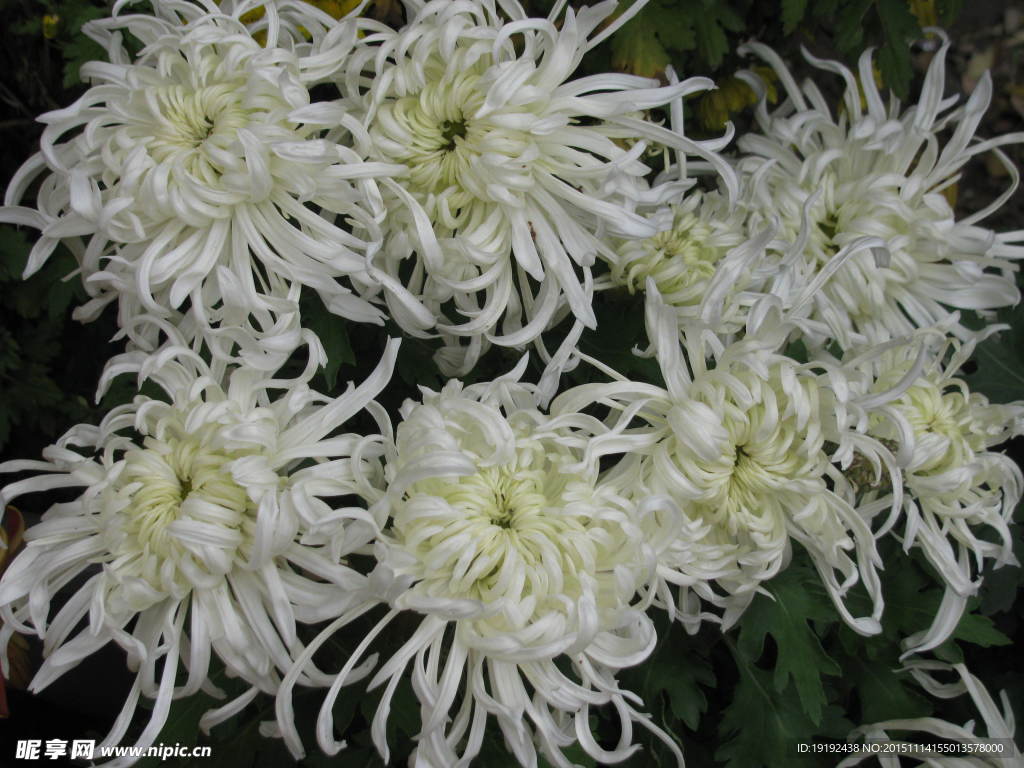 菊花