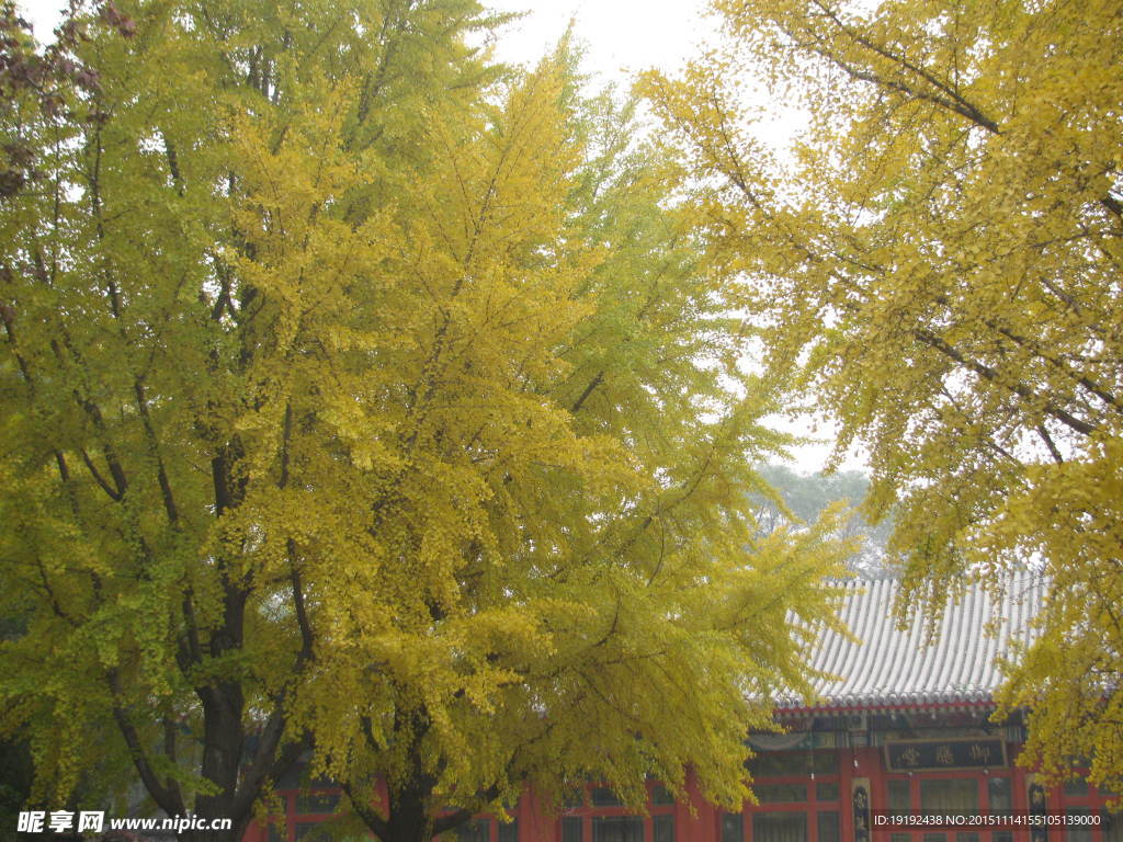 绿化景观