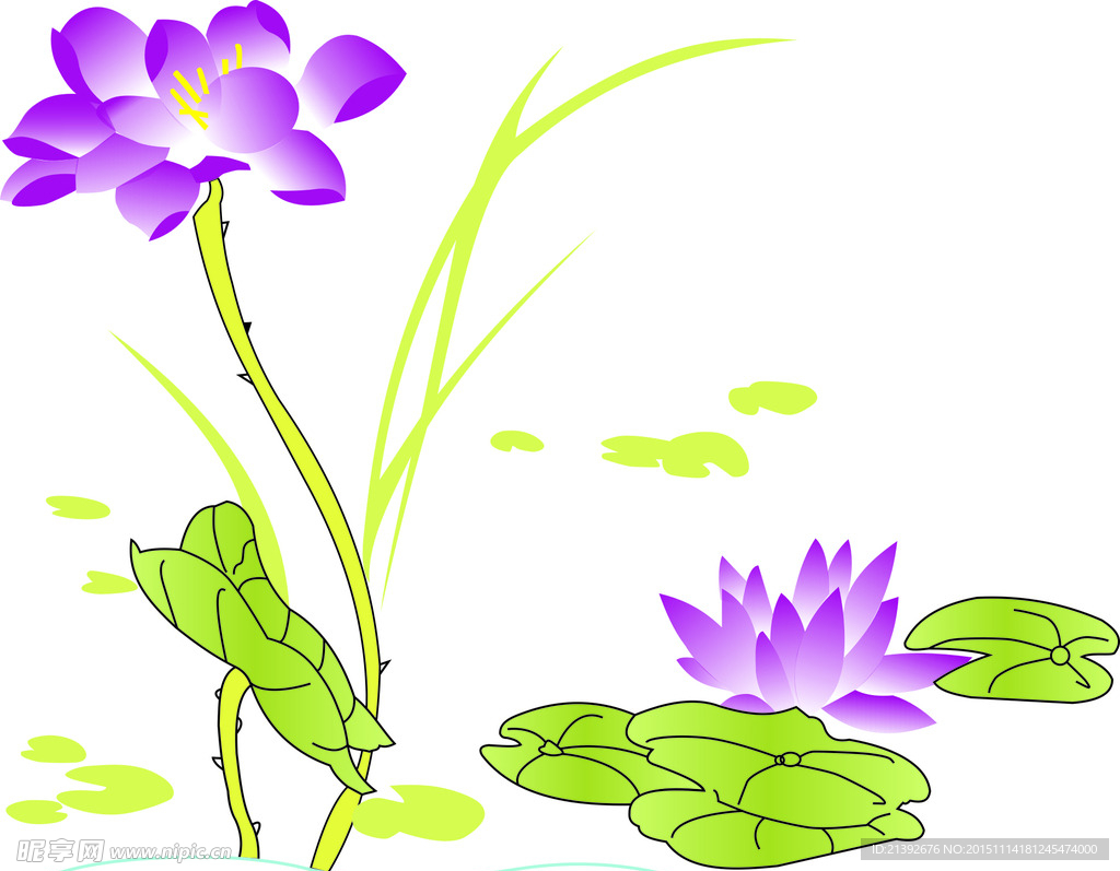 荷花