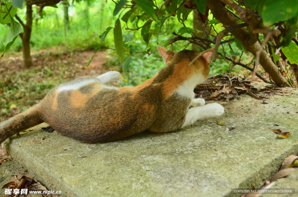猫