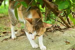 猫咪