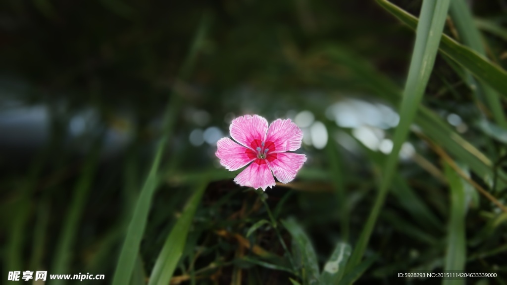 野花