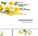 鲜花PPT   唯美PPT
