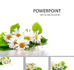 鲜花PPT   唯美PPT