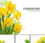 鲜花PPT   唯美PPT