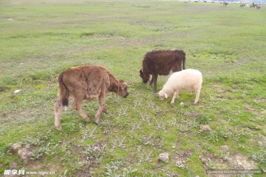 草原上的牛羊