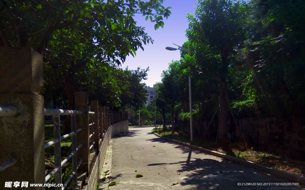 陶院校园小道