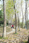 树中小路