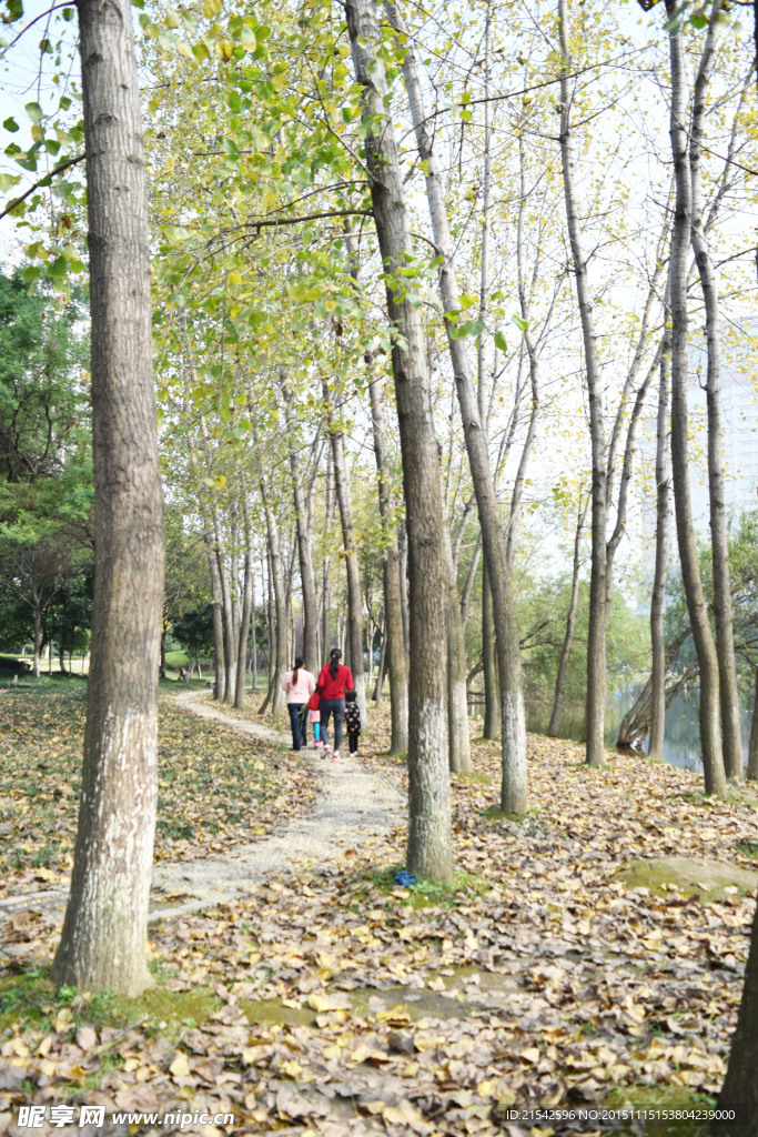 树中小路
