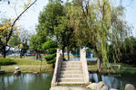 小桥 柳树