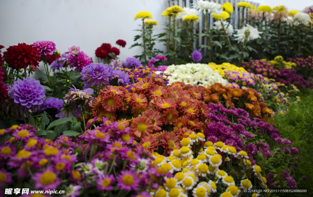 室内花卉