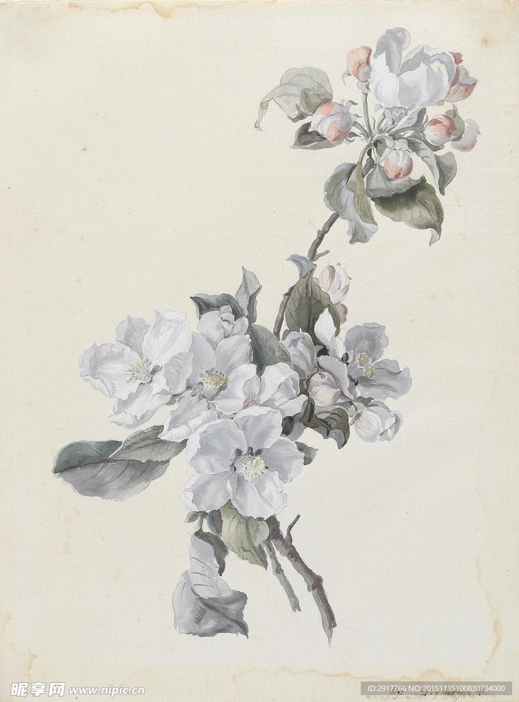 静物鲜花