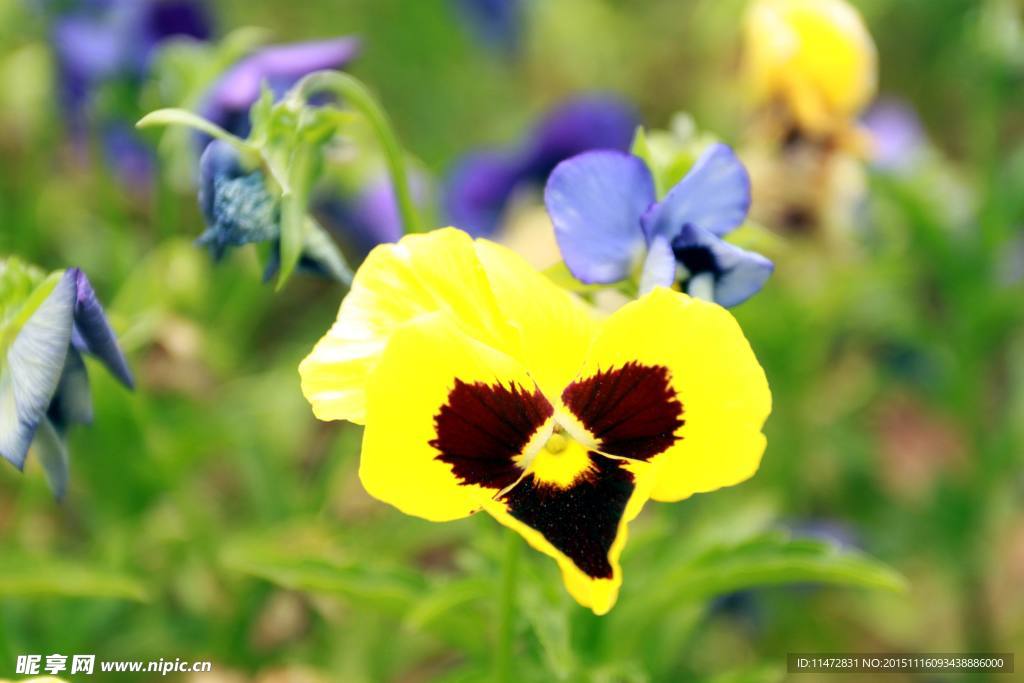 花