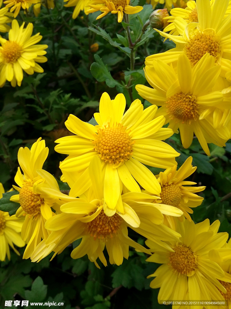 菊花