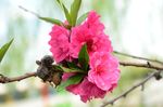 绿叶碧桃 桃花