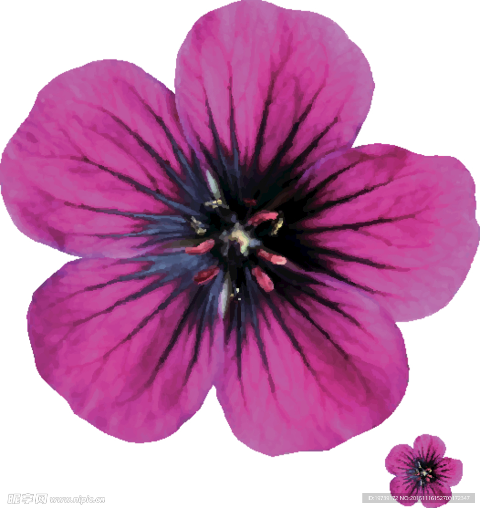 矢量花卉 花卉矢量 花矢量