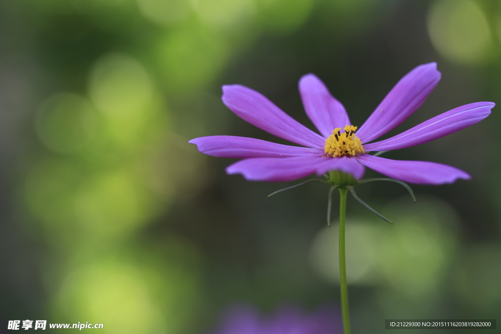 格桑花