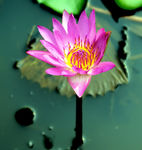 莲花