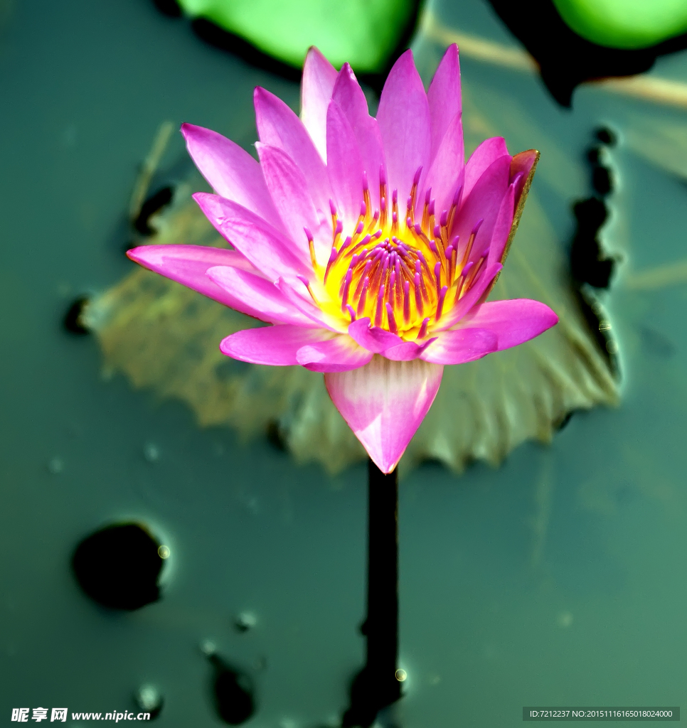 莲花