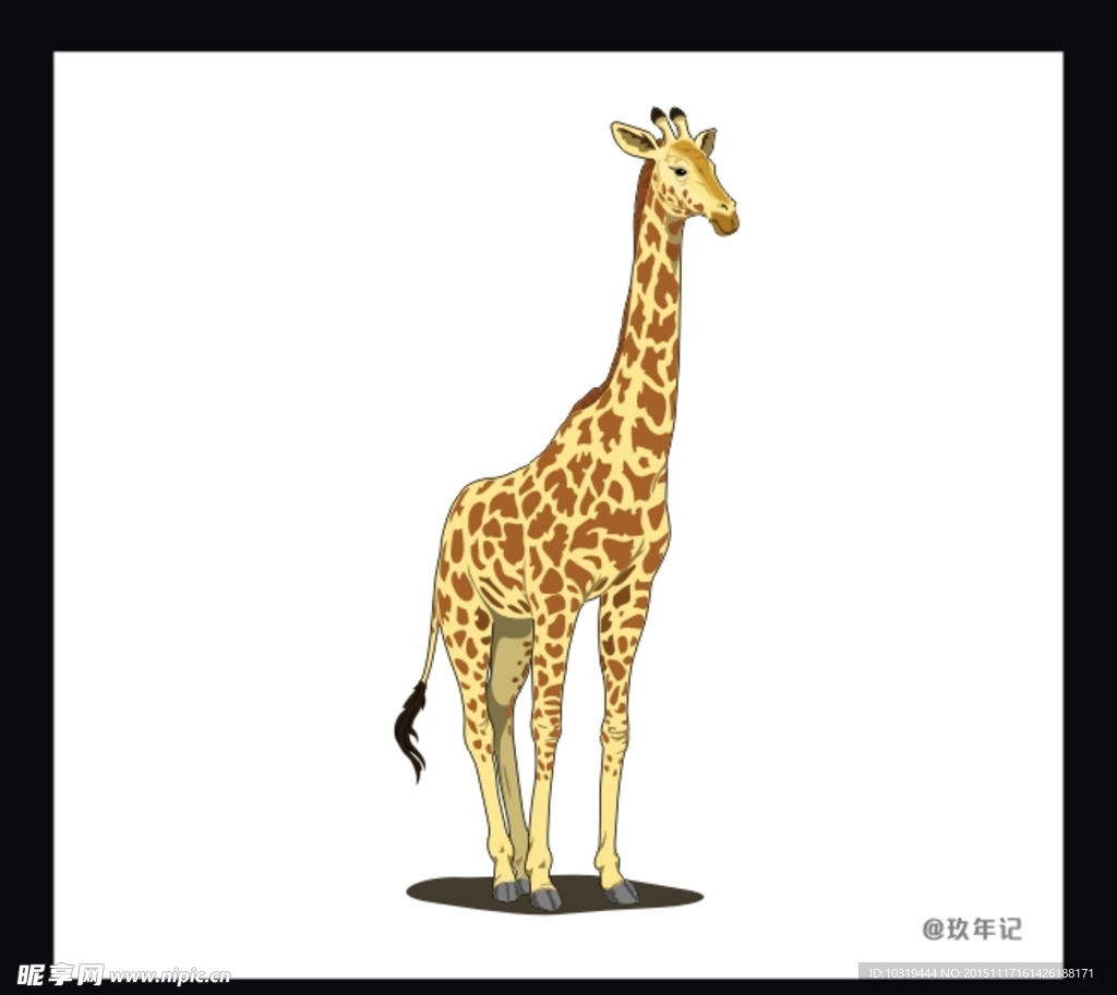 长颈鹿 高大 颈部 尾巴 动物