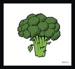 西兰花 十字花科 健康 新鲜