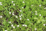 野菊花
