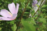 大波斯菊