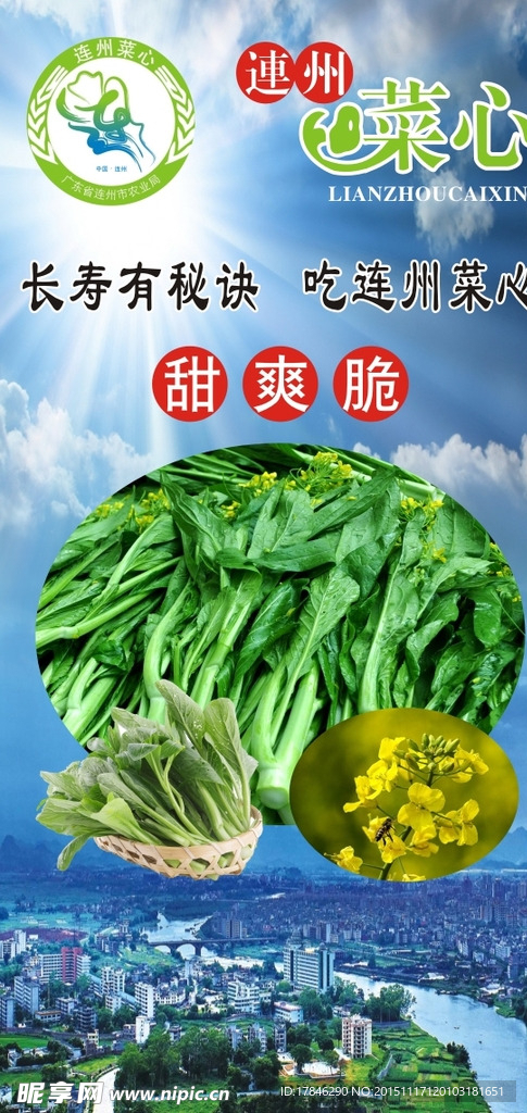 连州菜心