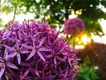 花草