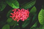 植物花草