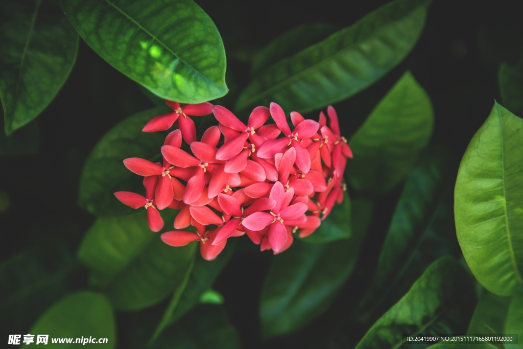 植物花草