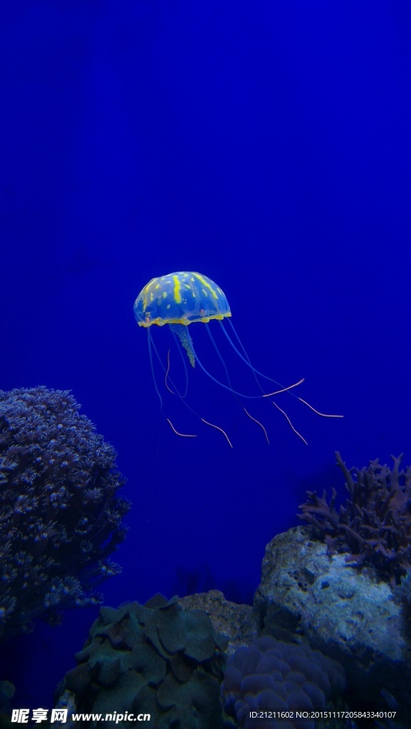 梦幻水母 手机壁纸