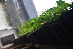 屋顶绿色植物