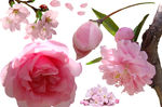 樱花 桃花抠图图片