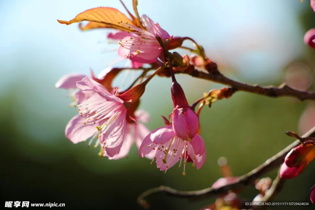 樱花