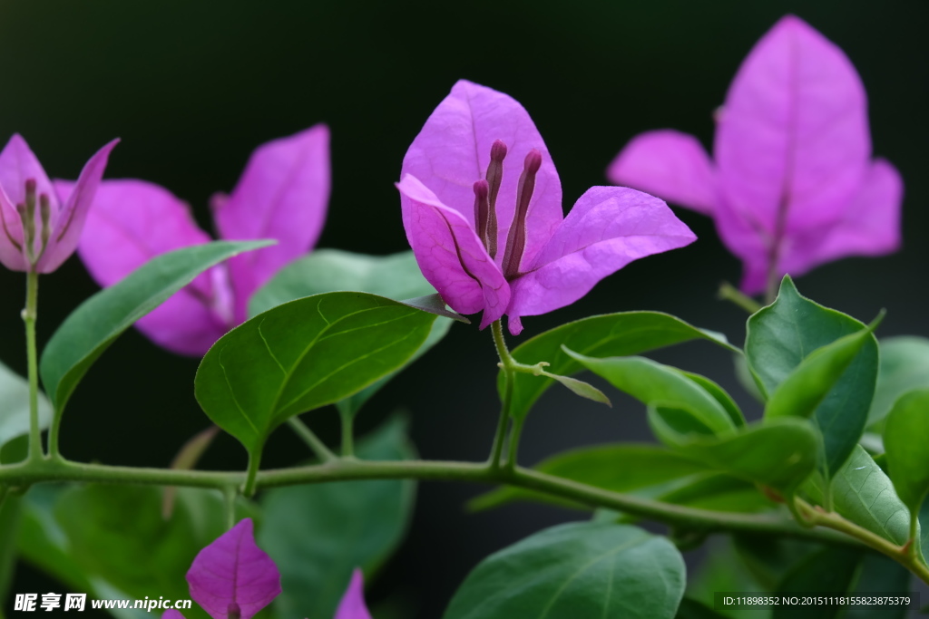 紫色三瓣花