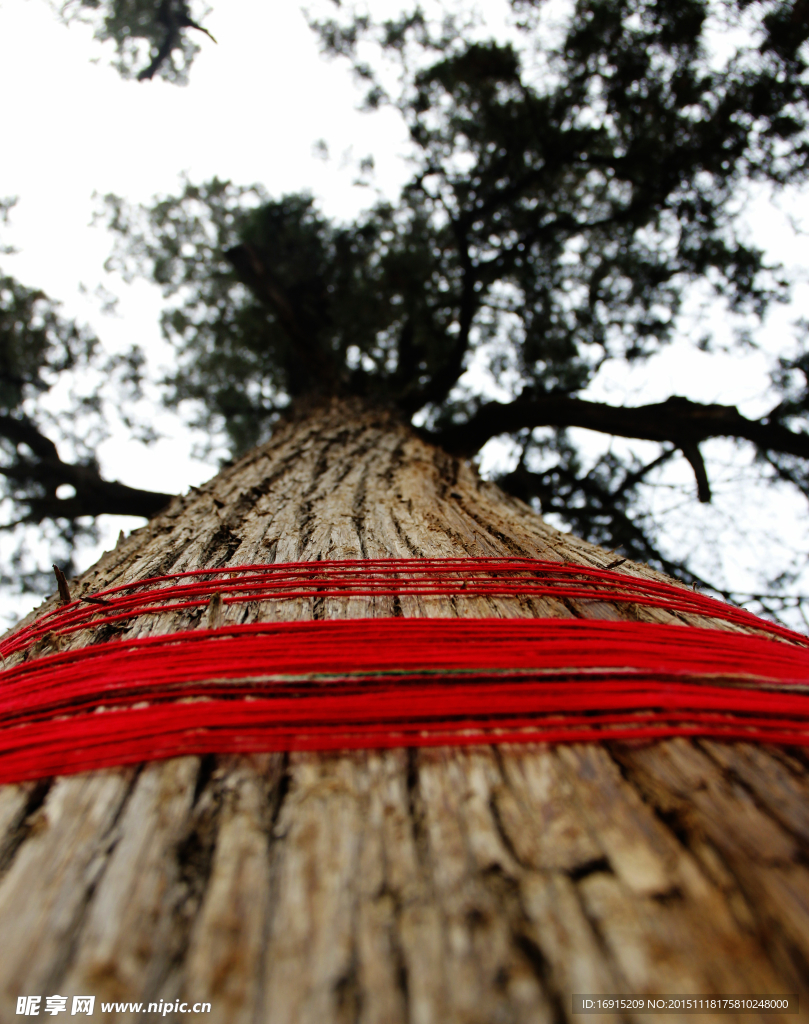 松柏树上的红绳