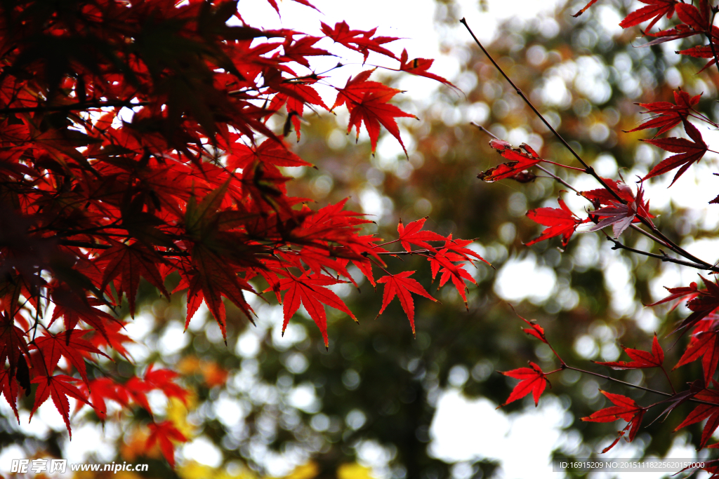 秋日红叶