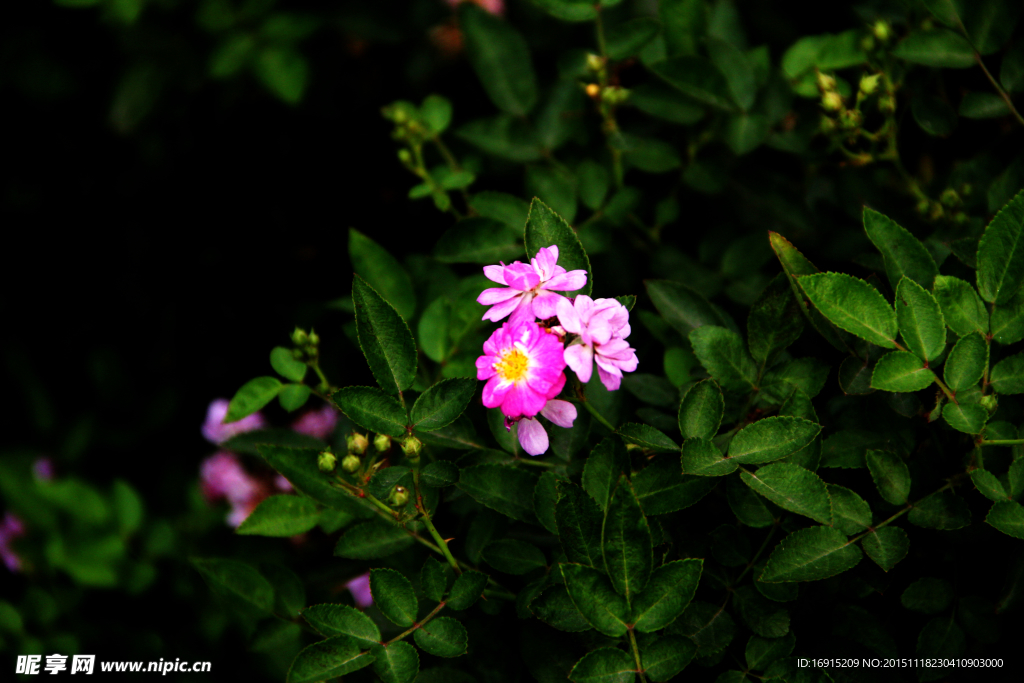 暗景红花