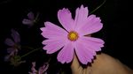 格桑花
