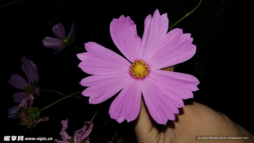 格桑花