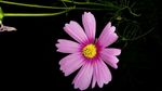 格桑花