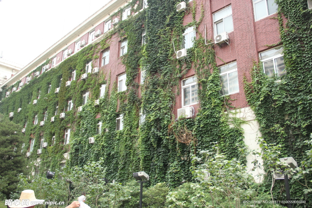 爬山虎