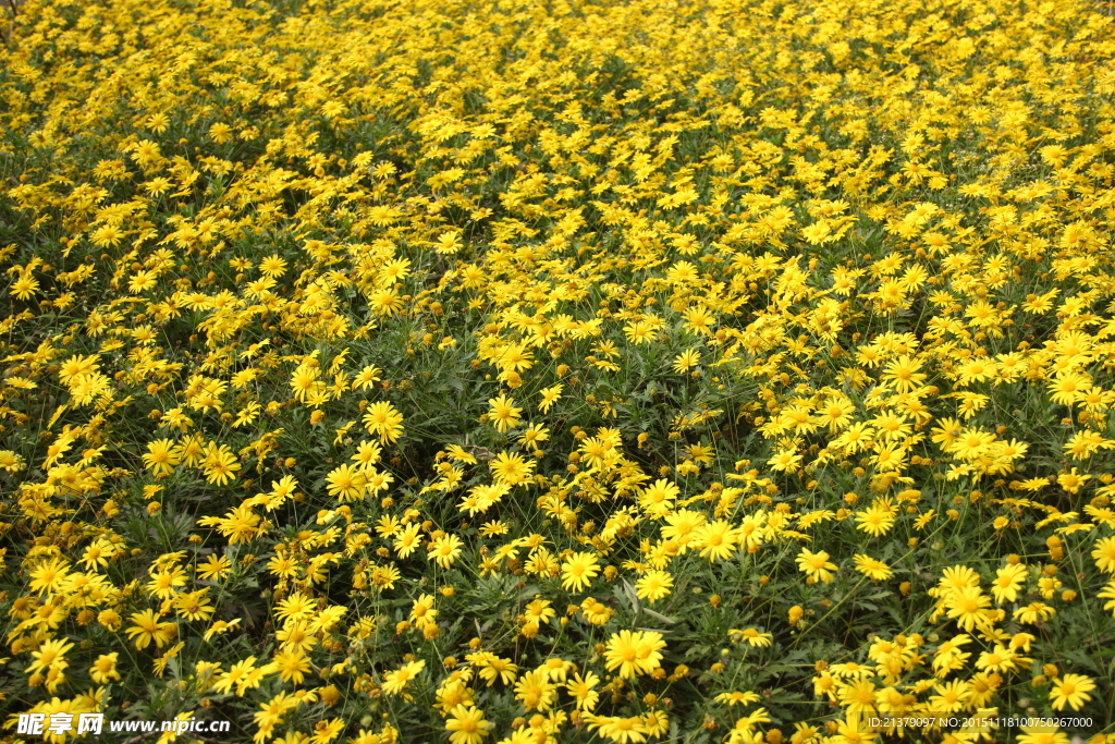 野菊花