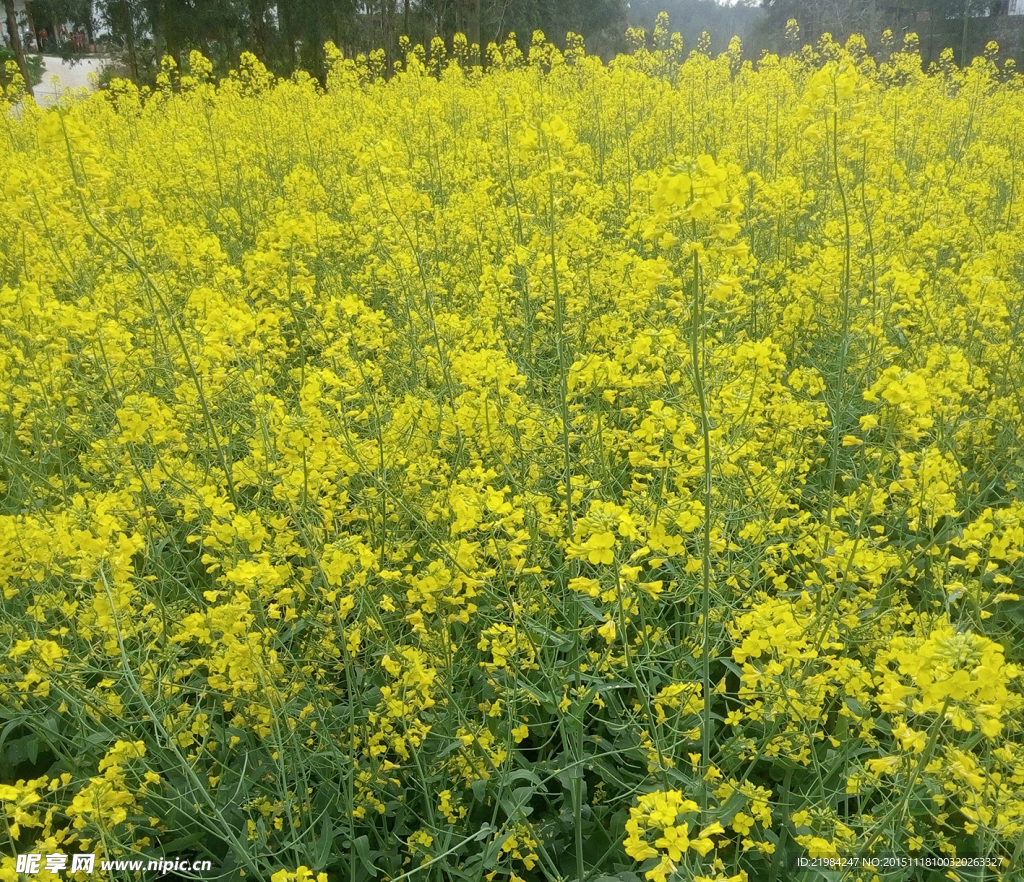 油菜花