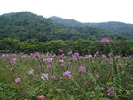 淡雅花海