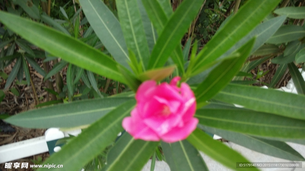 夹竹桃